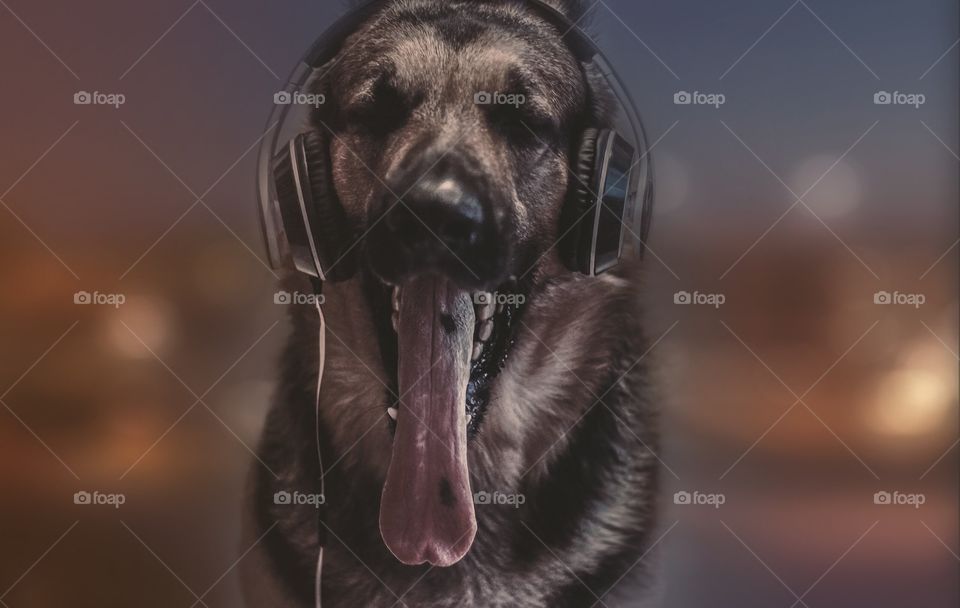 Dog and headphones 