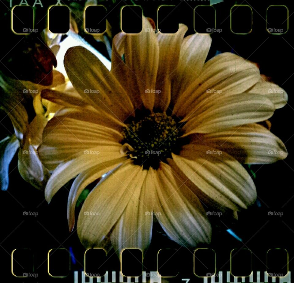 retro daisy. lighting effects