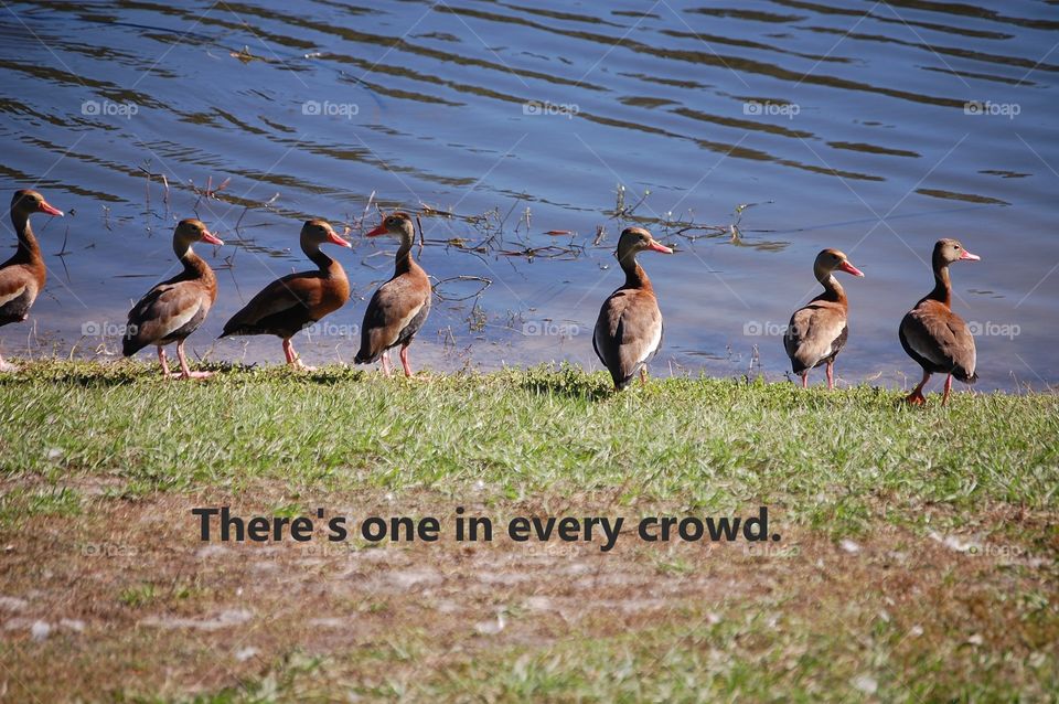 There’s one in every crowd ducks 