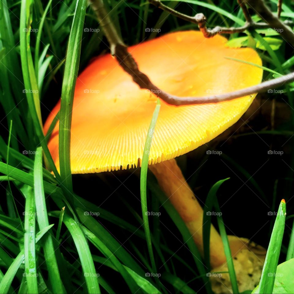 Gorgeous orange and yellow mushroom growing in deep green grasses!  Beautiful color contrast. Nature at it's finest!