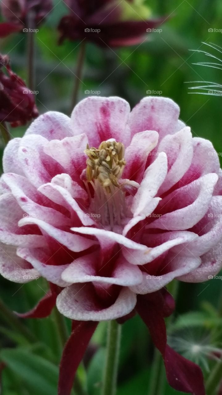 Another pink flower