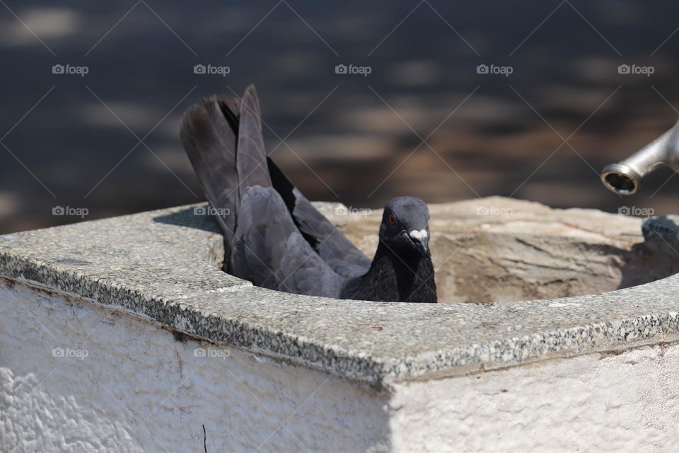 Pigeon