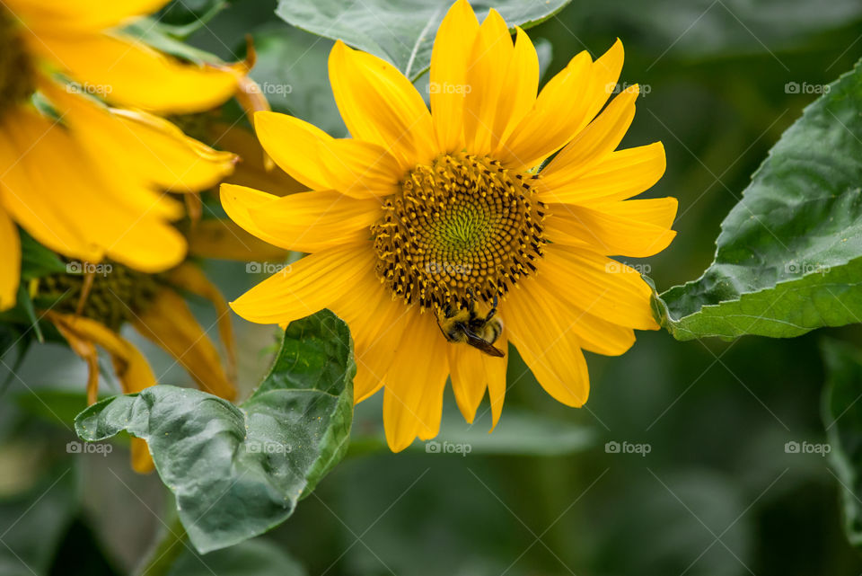 sunflowers bees and bumblebees