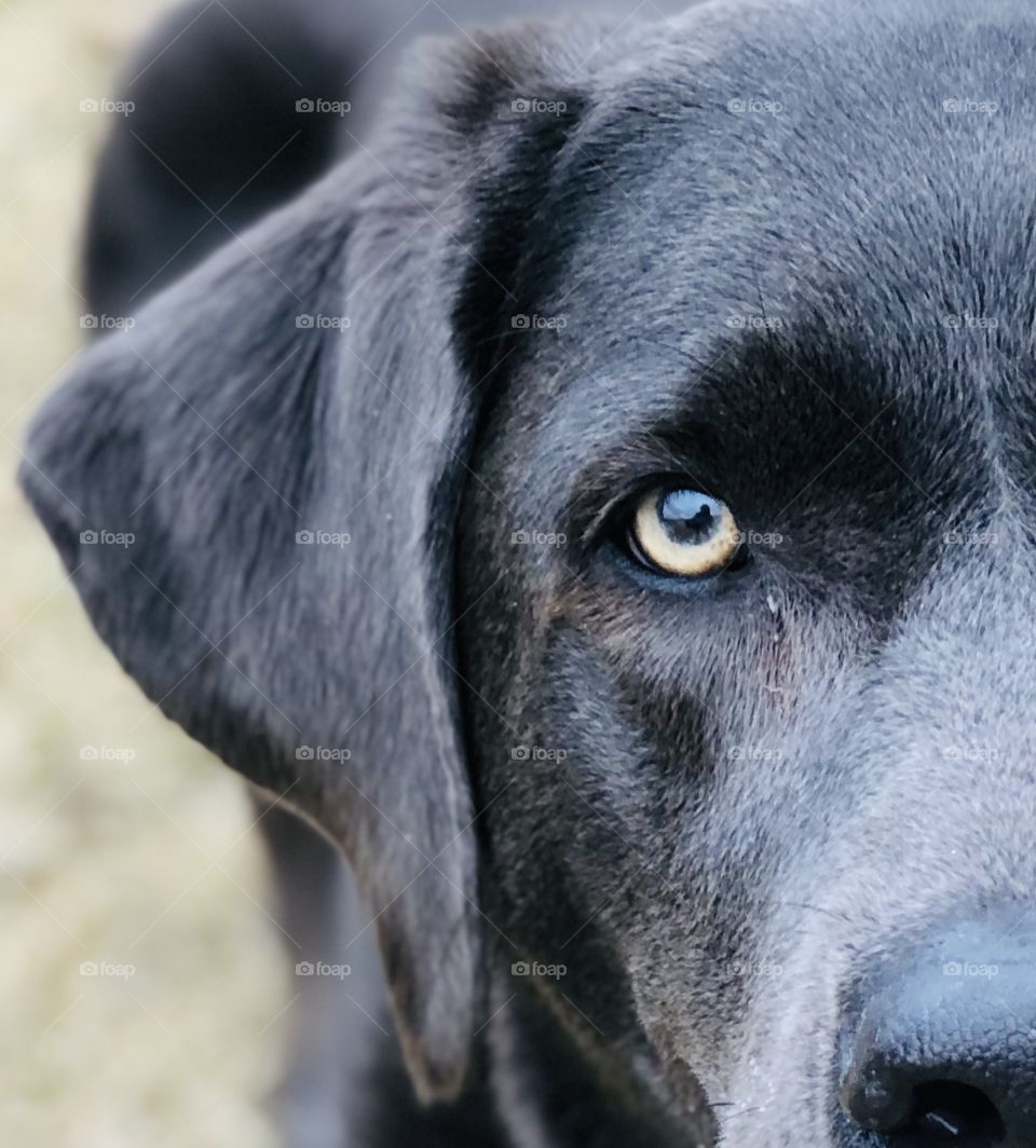 Macro shot Gray Labrador face