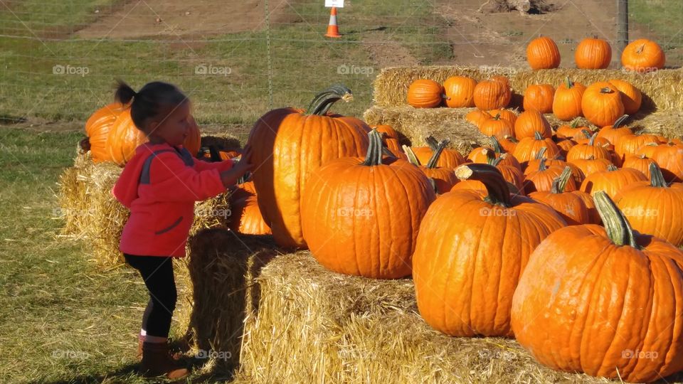 Pumpkin, Halloween, Fall, Pasture, Thanksgiving