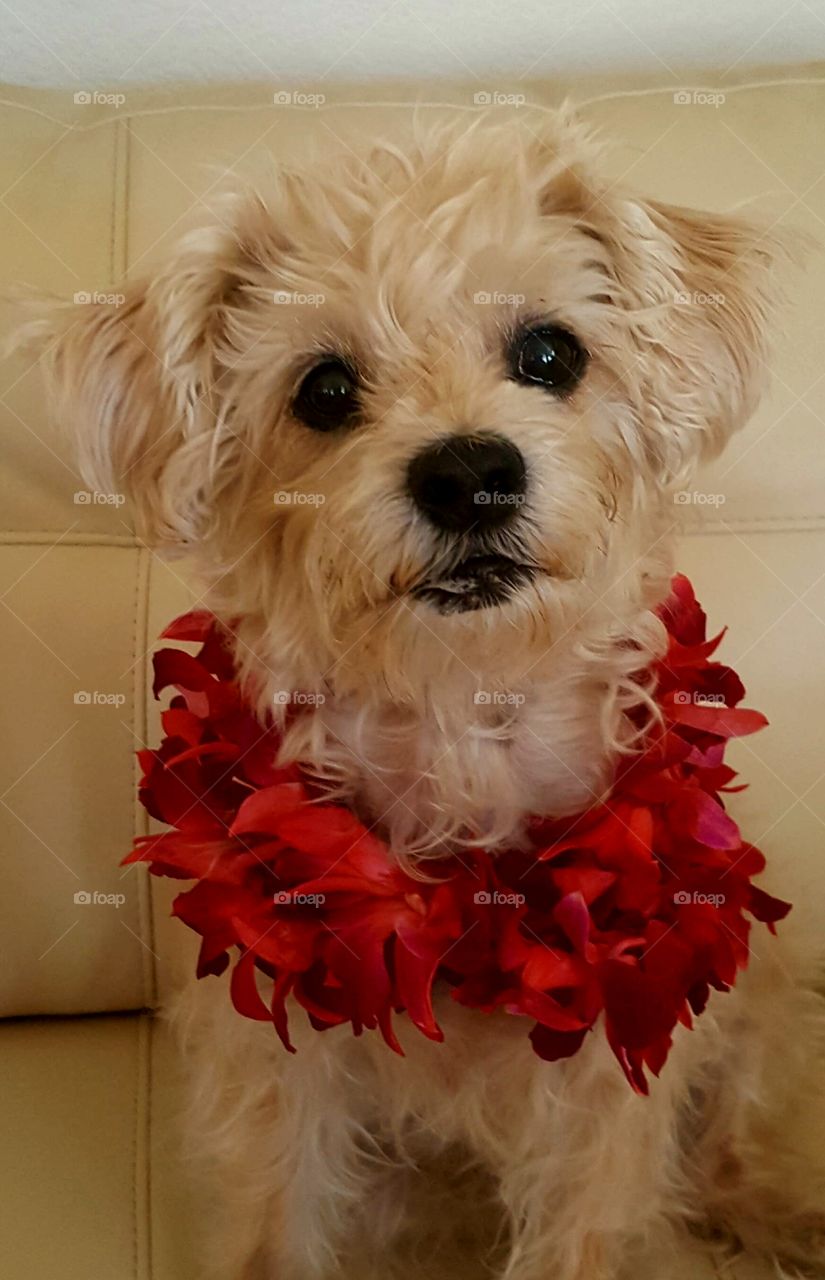 "BiBi" (Poodle / Chihuahua mix) wearing her Hawaiian Lei. Photo by Mark Fetgatter.