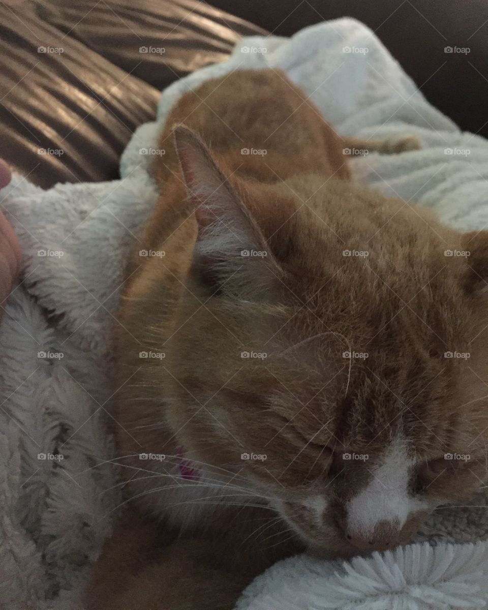 Cat, Domestic, Animal, Kitten, Pet