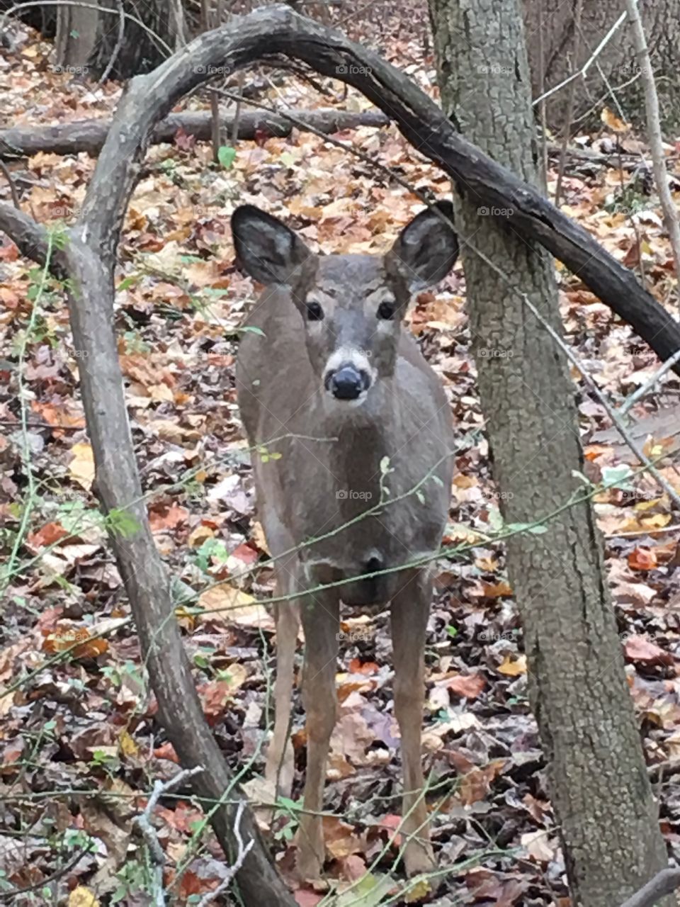  Curious young deer