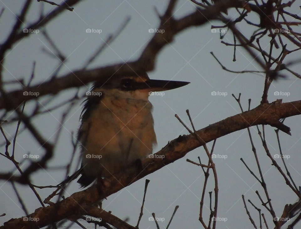 Sacred kingfisher. Wood's perching on for the branch of dryng. Black sharpen of beak to the half of body size. White-coloured for dusky throat until abdominal side of its. Blue cap related of the head, and continue dorsal's colouring.