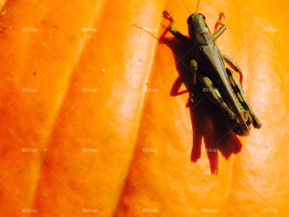 Pumpkin Bug