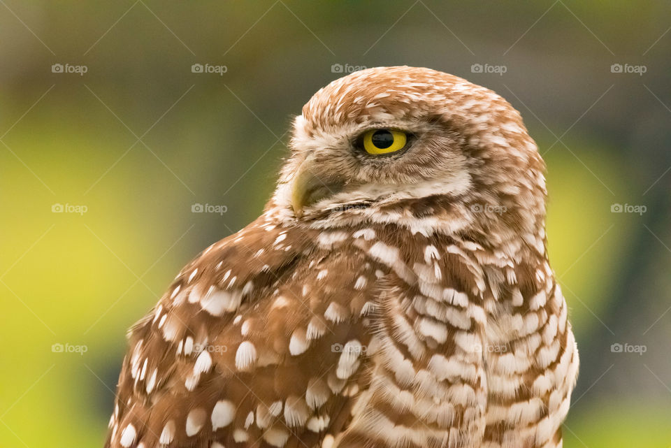 Wildlife Photography