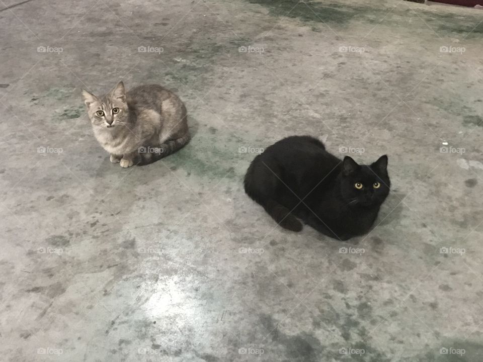 Beautiful cats join my meeting with my friends.