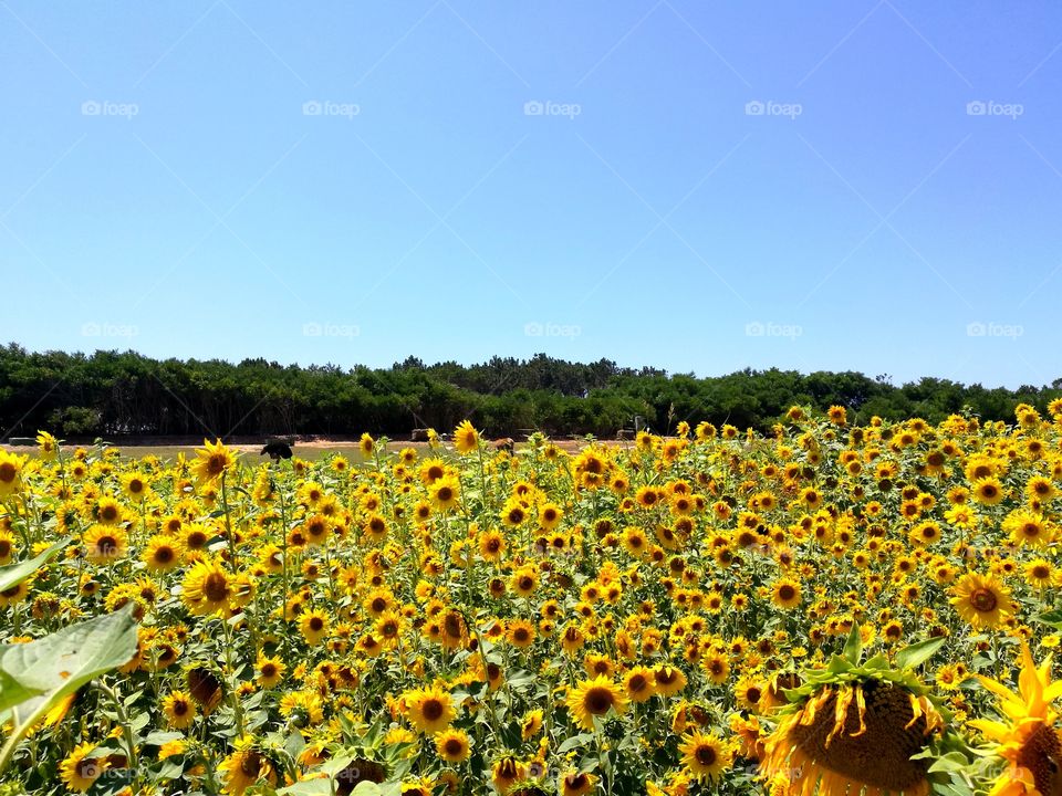 Sunflowers everywhere 🌻☀