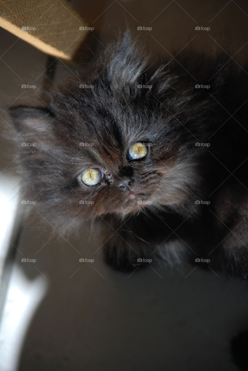 Black Persian Kitten Looking up to Camera