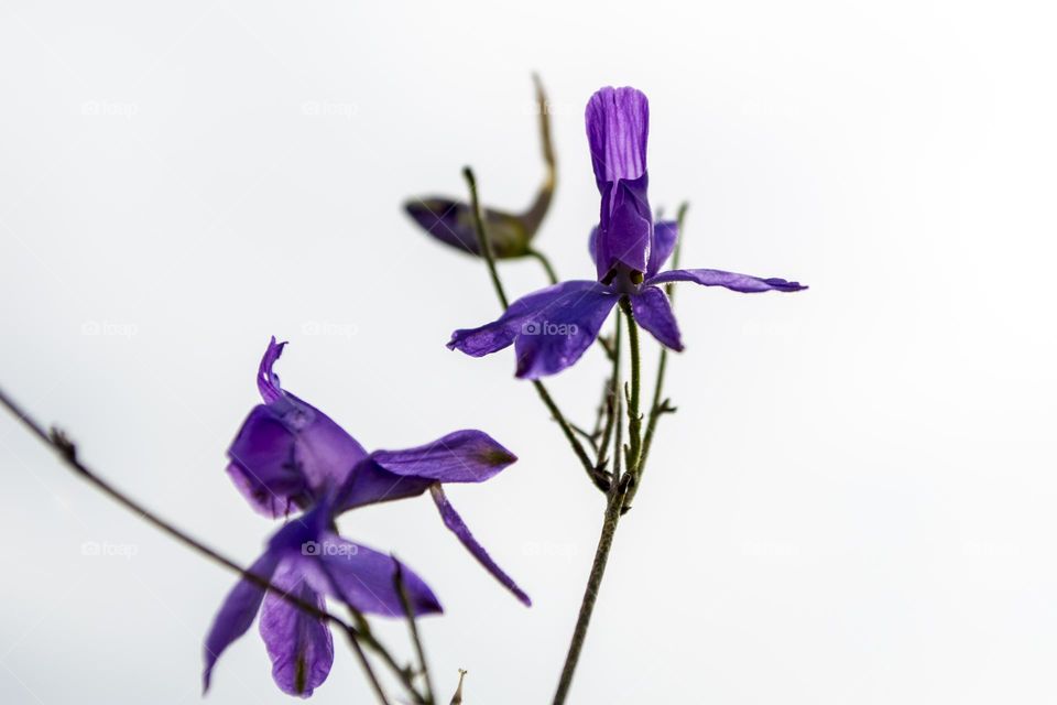 Delphinium nanum is a species of perennial herbaceous plant from the genus Delphinium of the Ranunculaceae family.