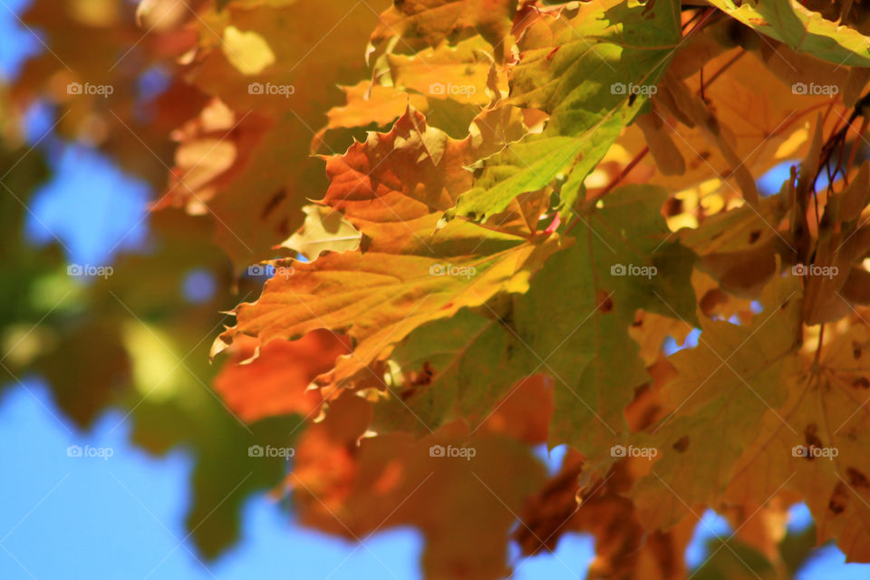 Bright autumn leaves