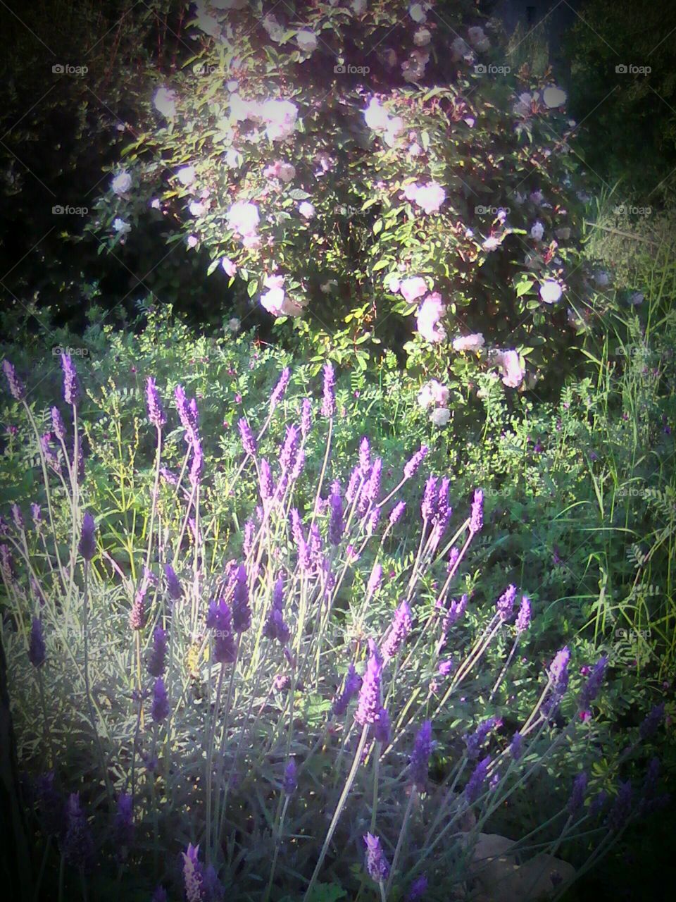 Lavender and roses in my garden