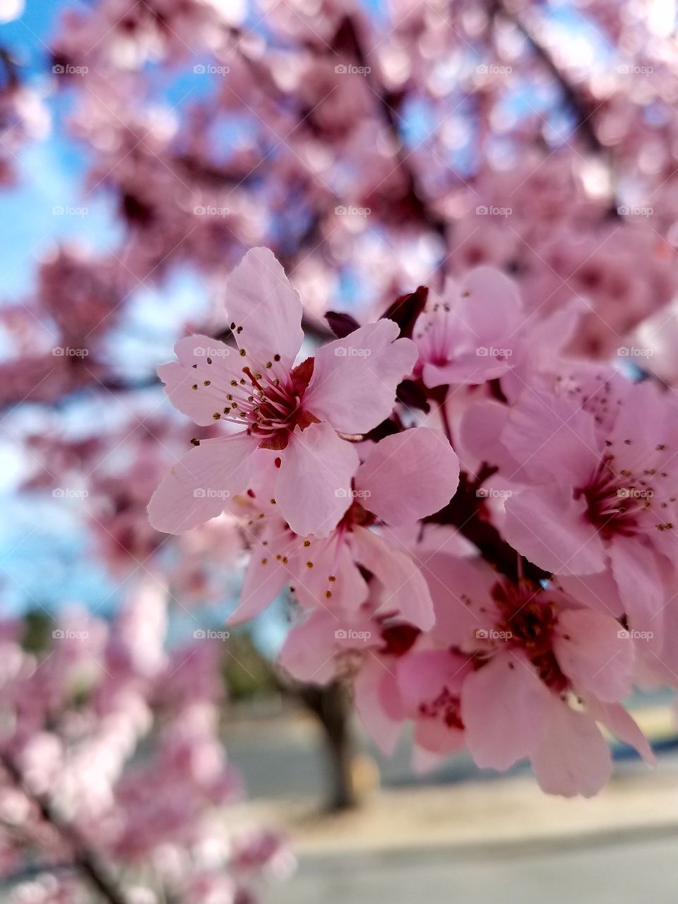 Cherry blossoms
