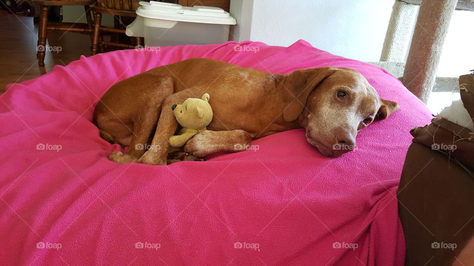 Dog and his Winnie the Pooh