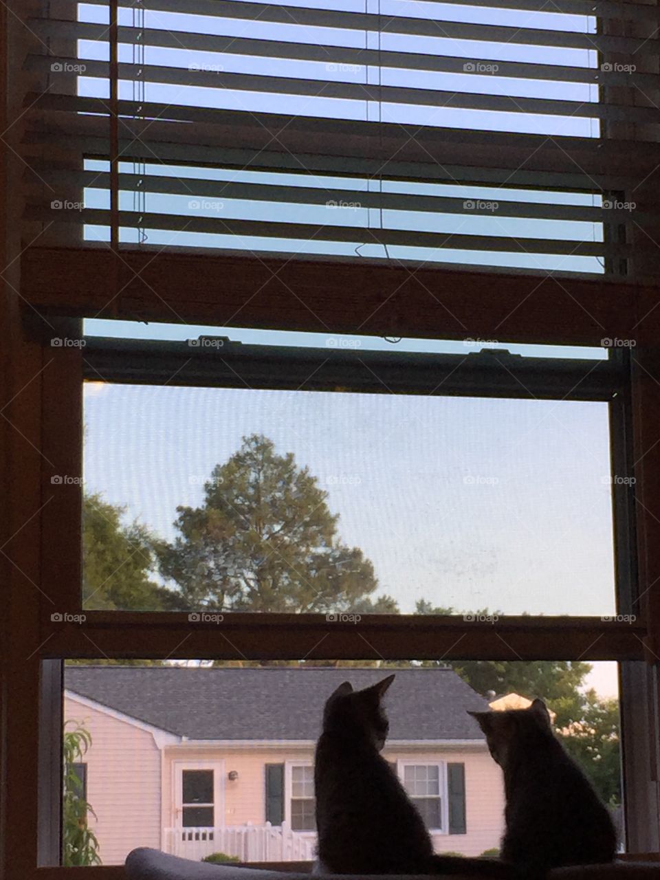 Kittens in the window