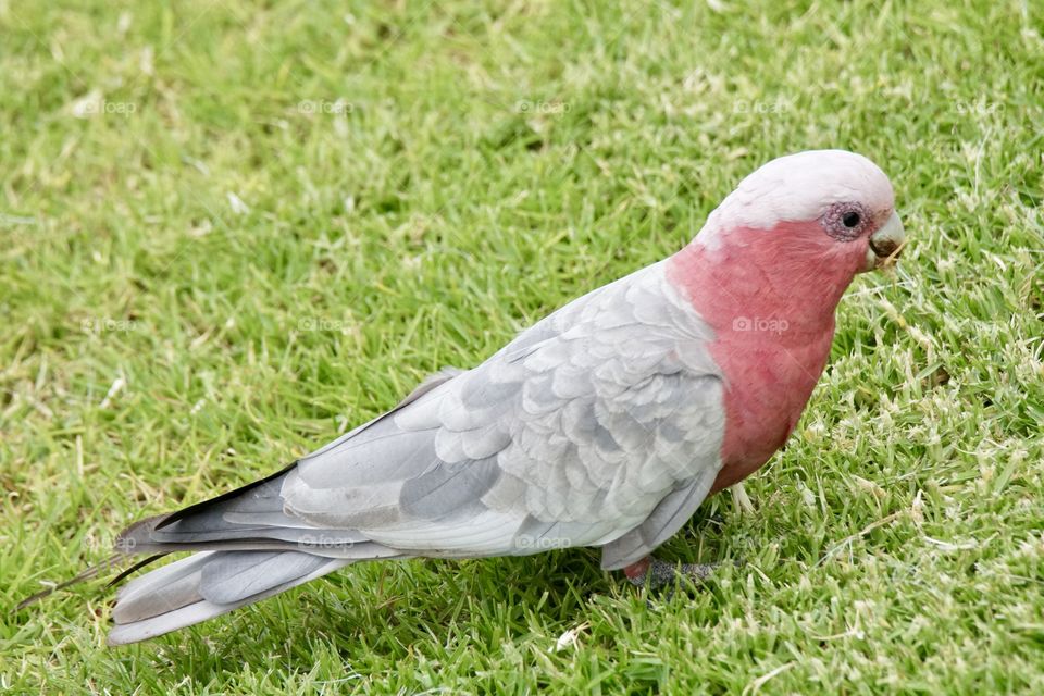 Pink Galah on a lawn