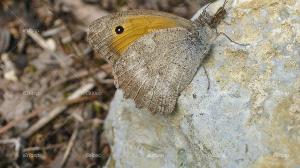 Butterfly on stone.