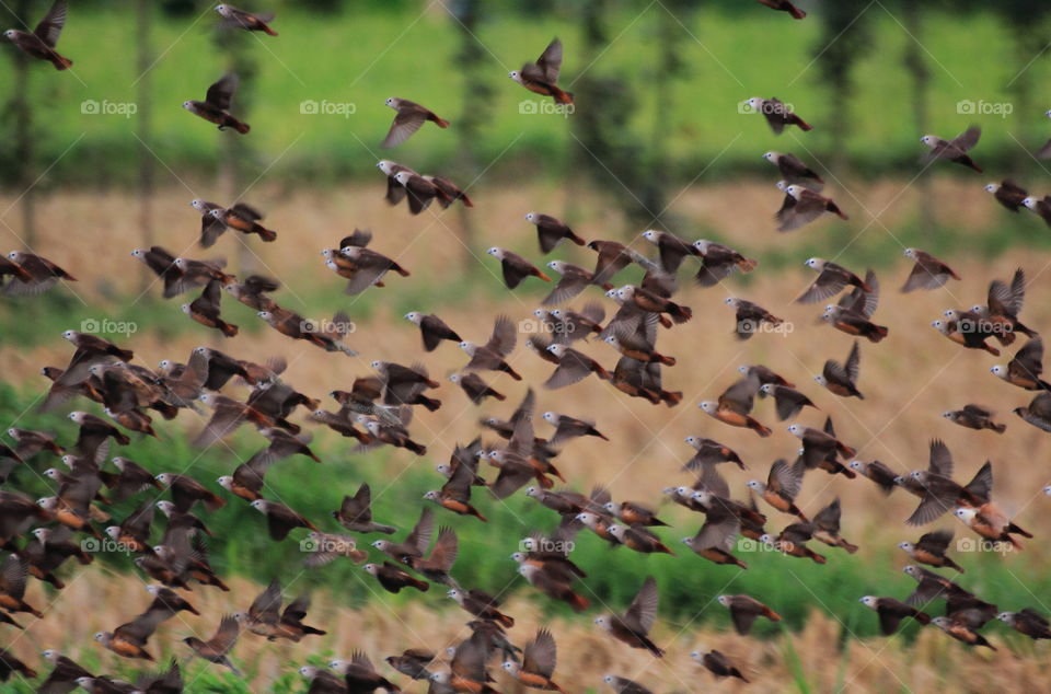 Large number of colonial pale - headed munia . The photograph captured when the paddy's finished for harvest . Thousand of them reached the field to feed the paddy's seed at the ground . And they took for nesting on surround of field until days .