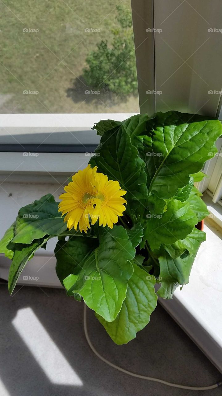 Siamese Twins Conjoined Yellow Flower