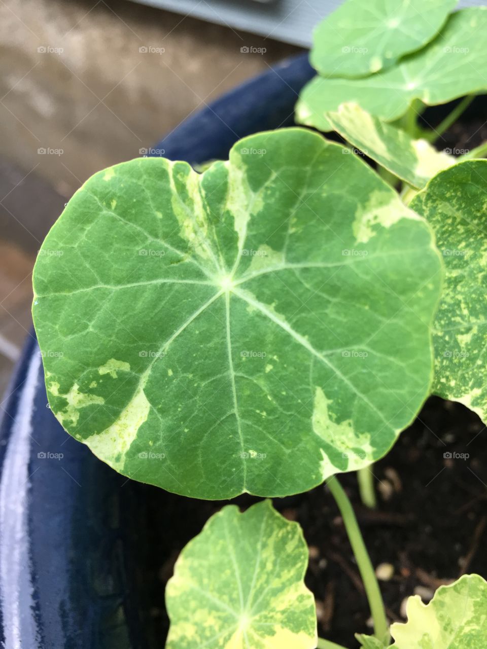 Nasturtium variegated leaf green