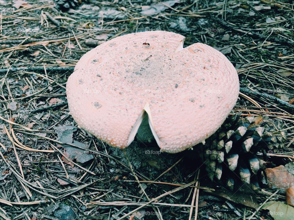 Ant on the mushroom 