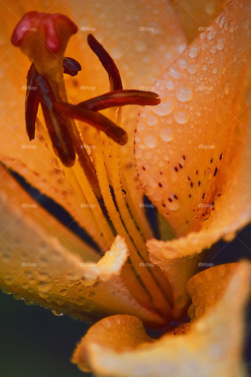 Close-up of lily flower upclose