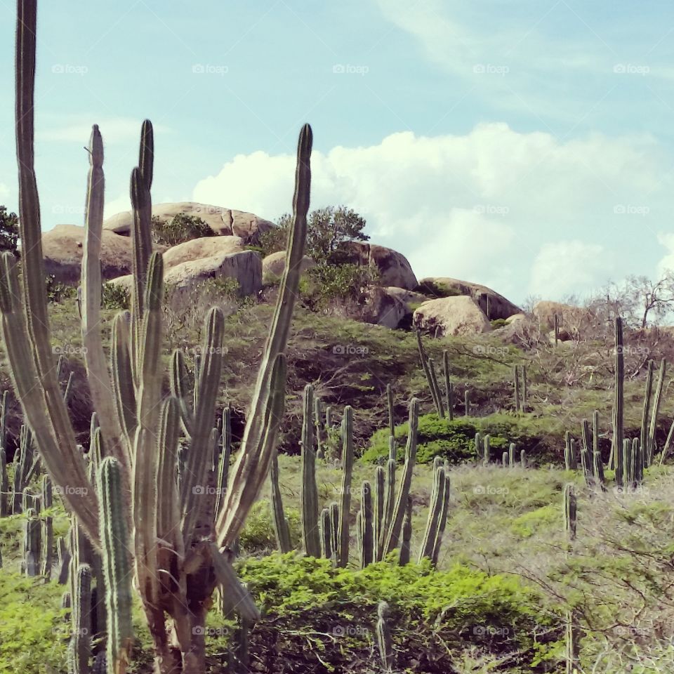 Cacti in Aruba. November trip to Aruba 