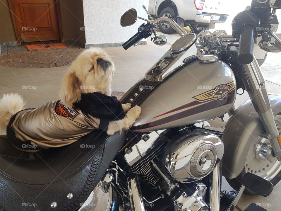 Harley davidson dar boy White dog in Londrina Paraná Brazil