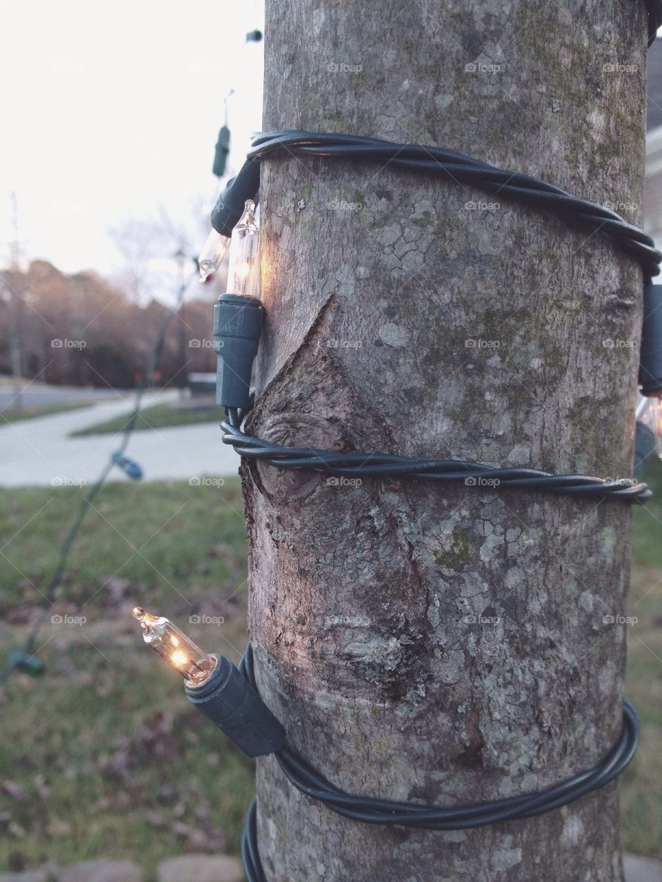 chord wrap bark seasons by msanch