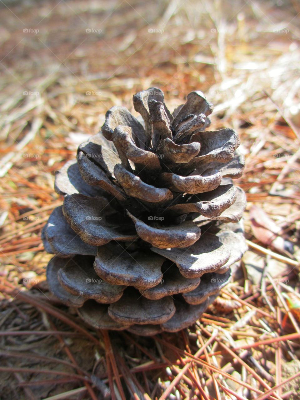 A pine cone