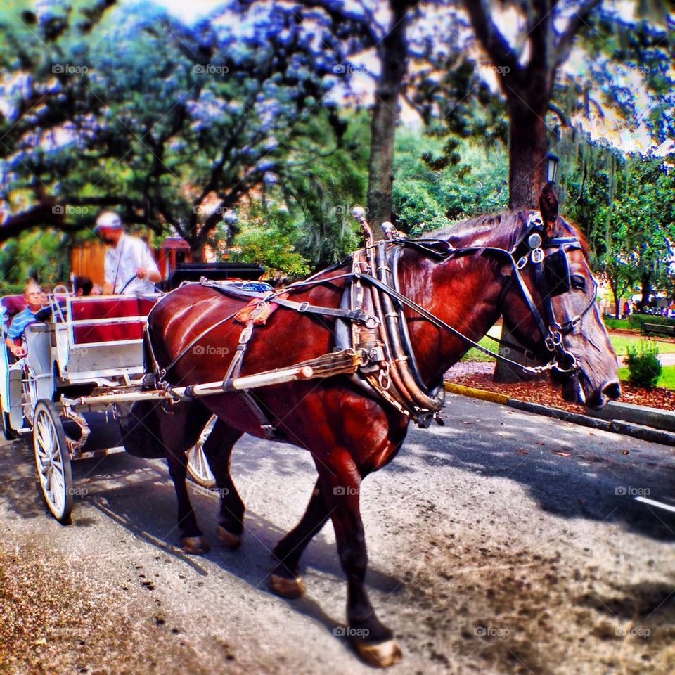 Carriage Rides