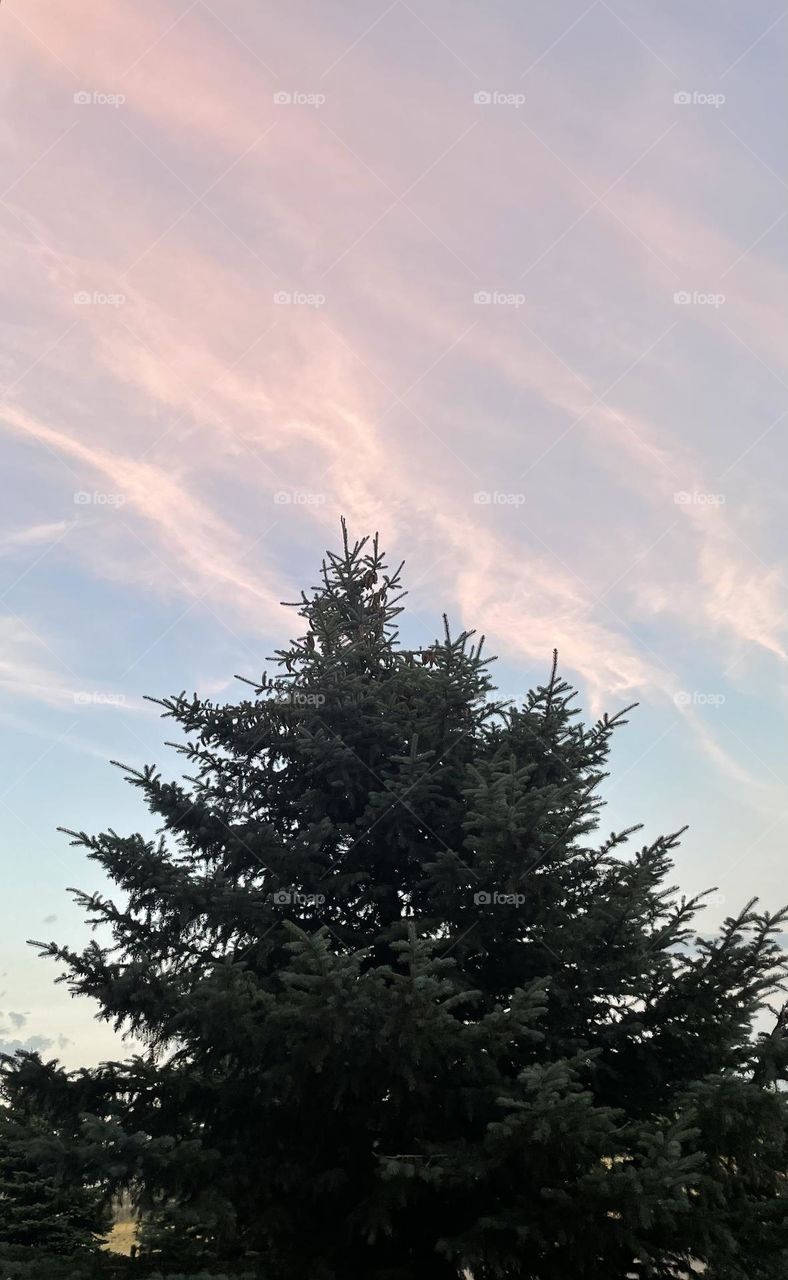 Tall tree trying to reach the clouds