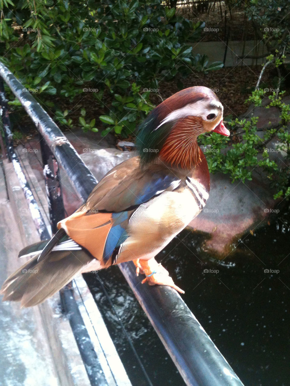 Multicolor Duck Close Up