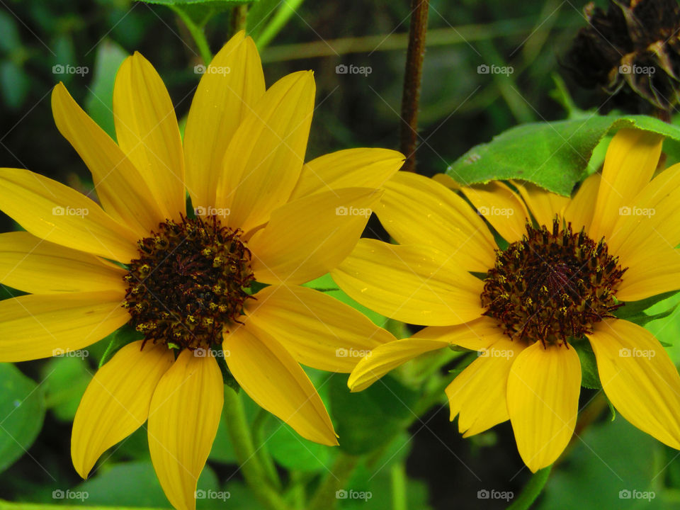 Helianthus debilis is a species of sunflower known by the common names cucumberleaf sunflower, beach sunflower, weak sunflower,and East Coast dune sunflower.