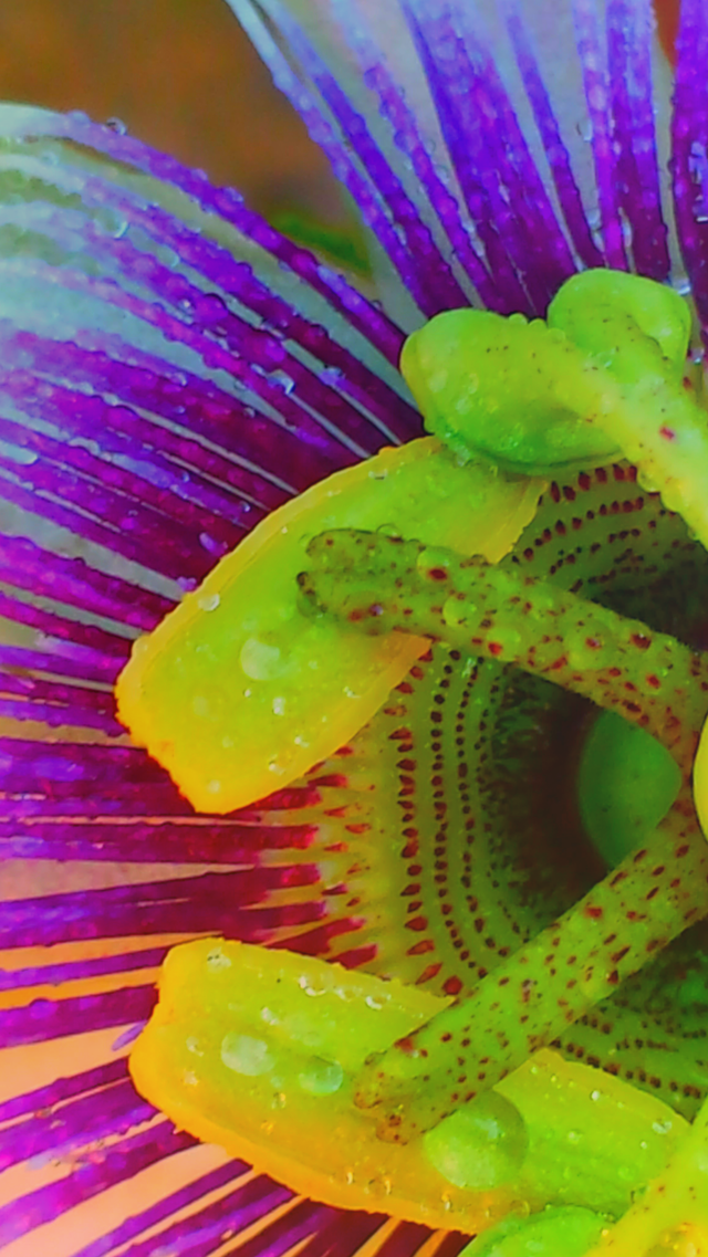 "Macro Passion Flower"