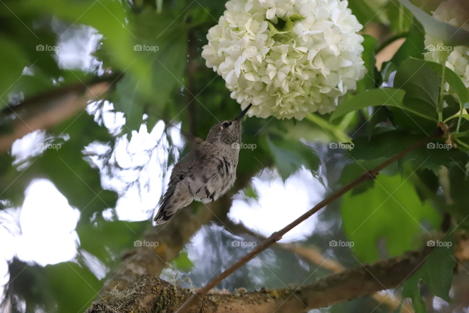 White flowers and green leaves surely attracted this baby hummingbird to come close and suck the dewdrops in early spring morning 