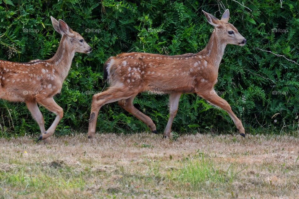 Twin fawns running