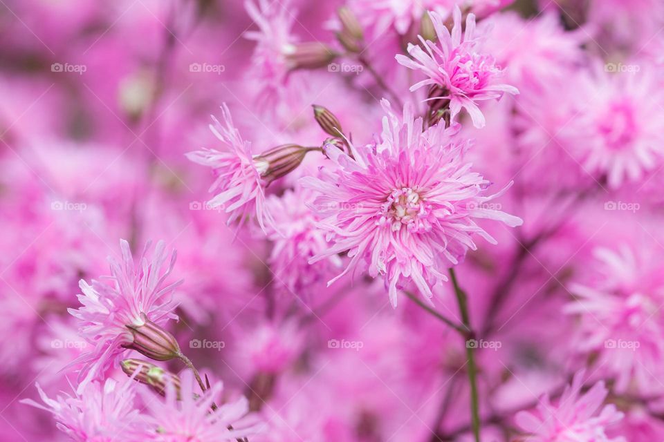 Closeup of pink blooming flowers 
