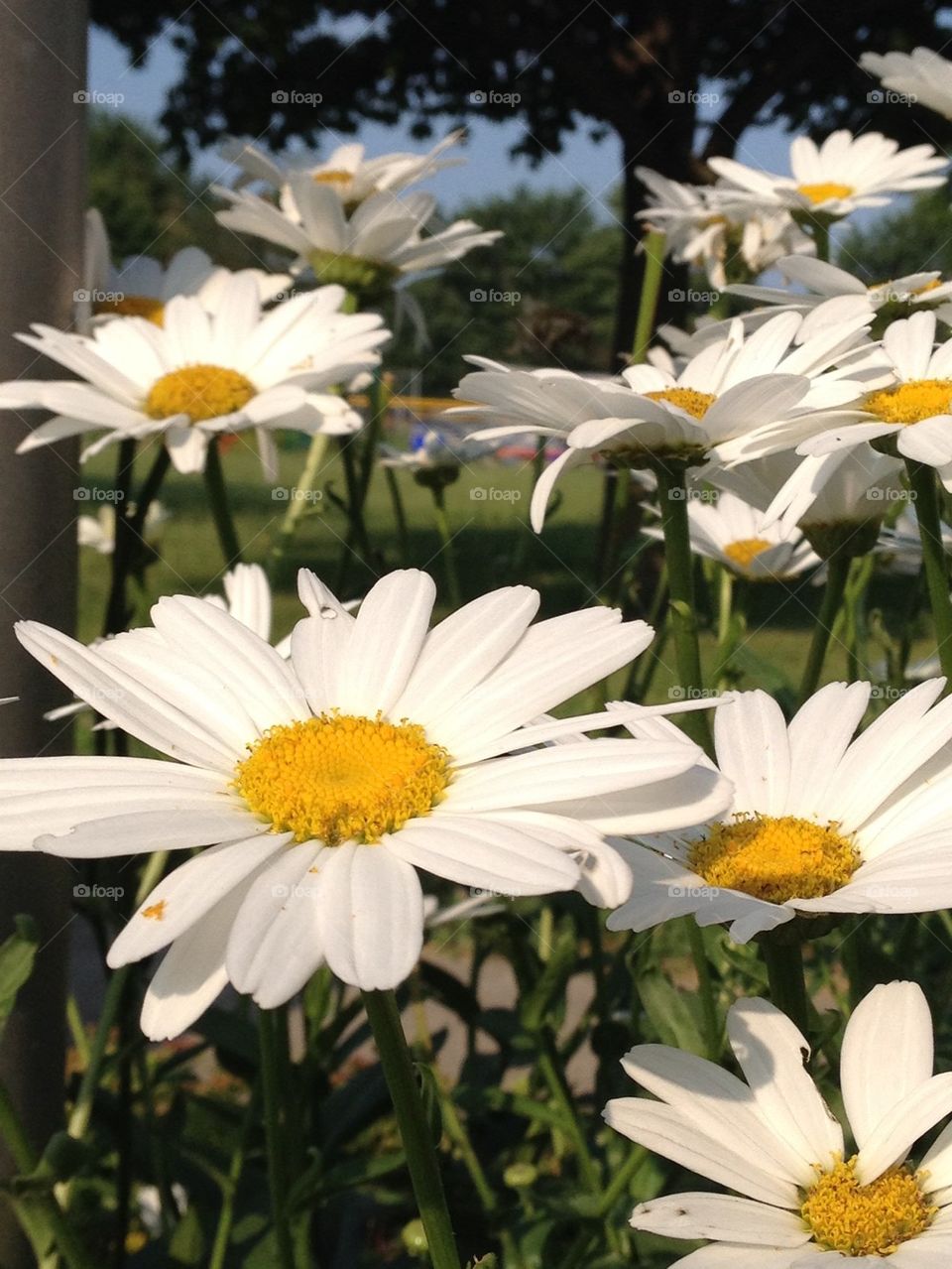 Summer daisies