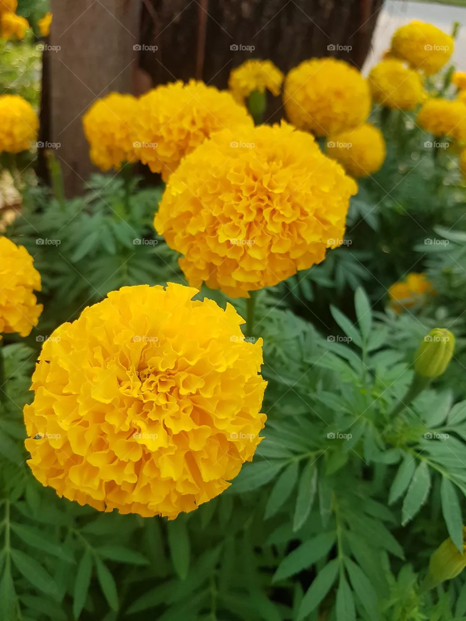 marigold