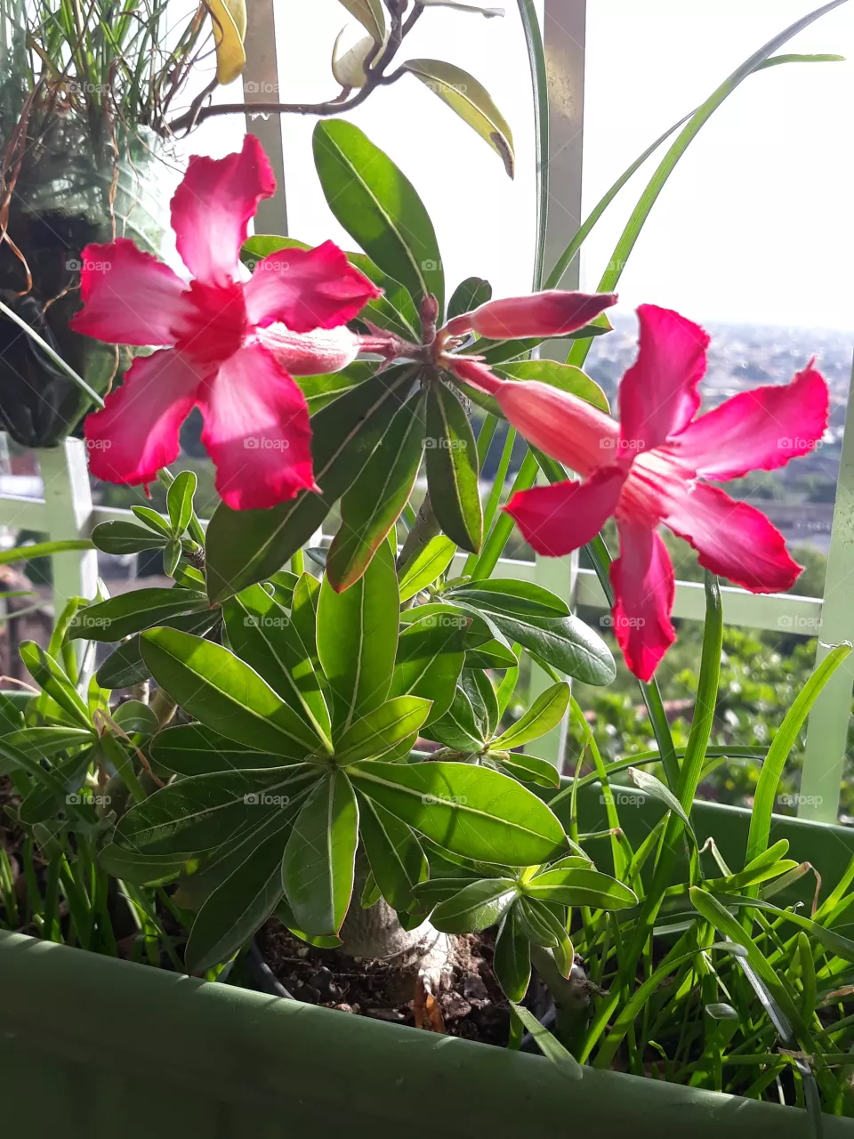 Flora.