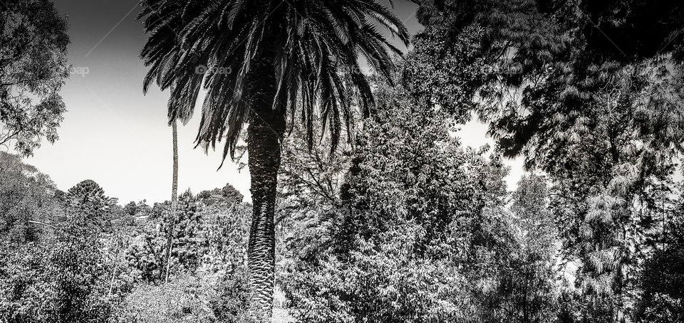 Hollywood Bowl Trees B&W