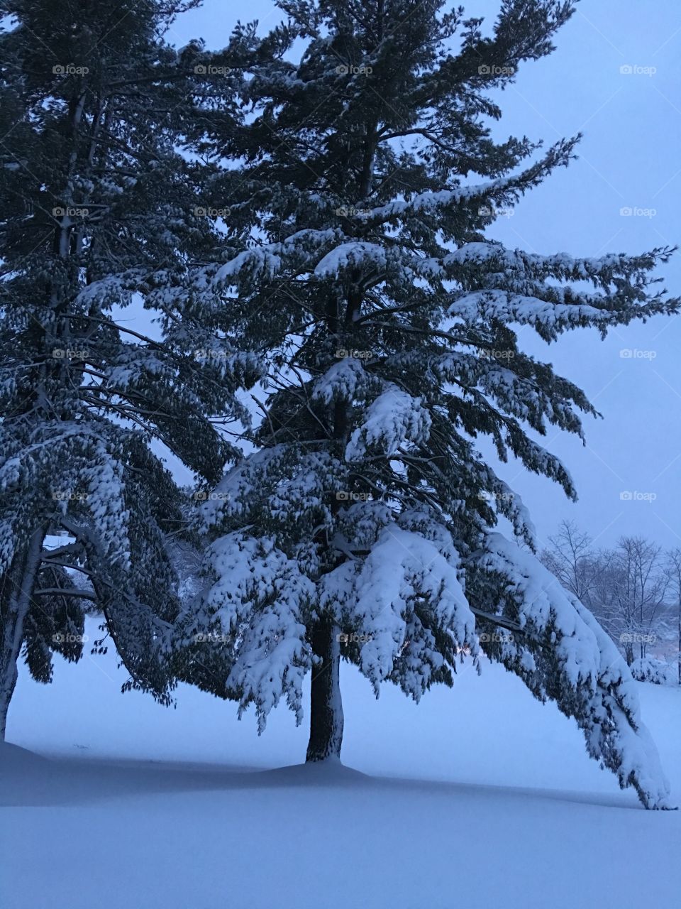 Winter, Snow, Tree, No Person, Wood