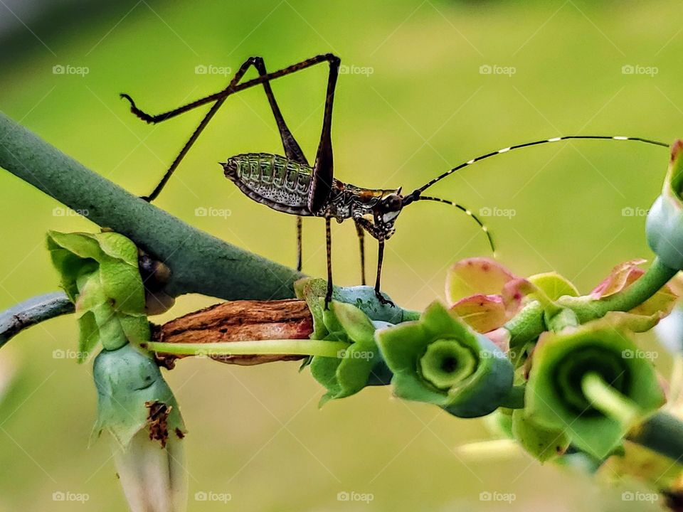 Scudder's Bush Katydid nymph on a blueberry Bush in the Spring.