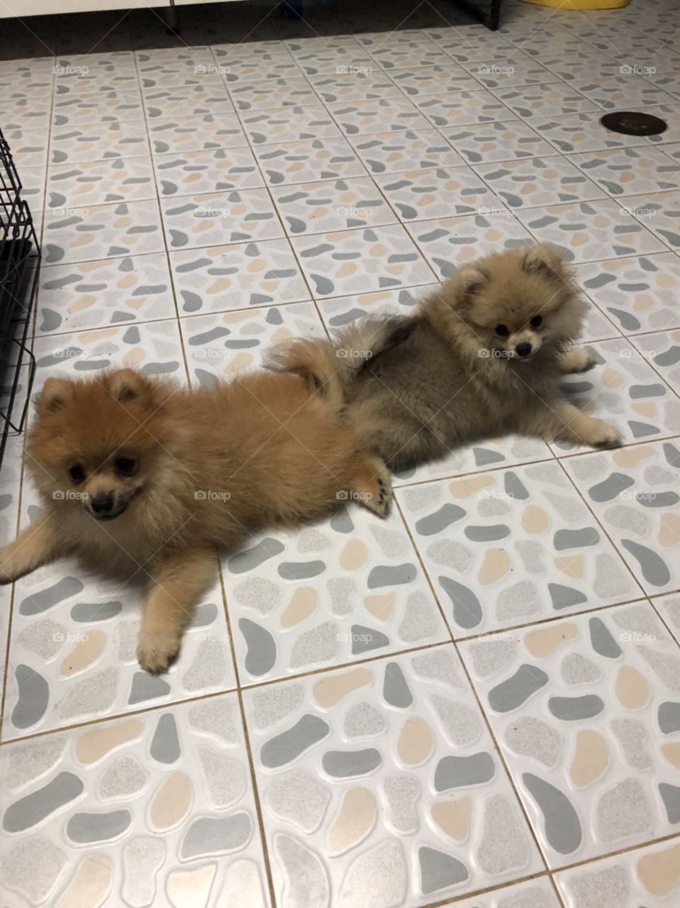two naughty puppy "pomeranian" sitting back to back after tired from running.